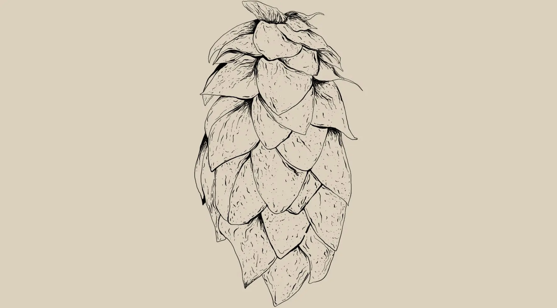 Humulus lupulus