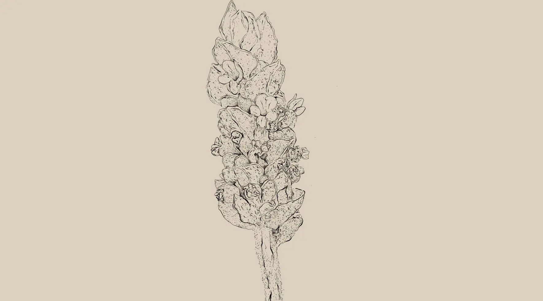 Lavandula angustifolia