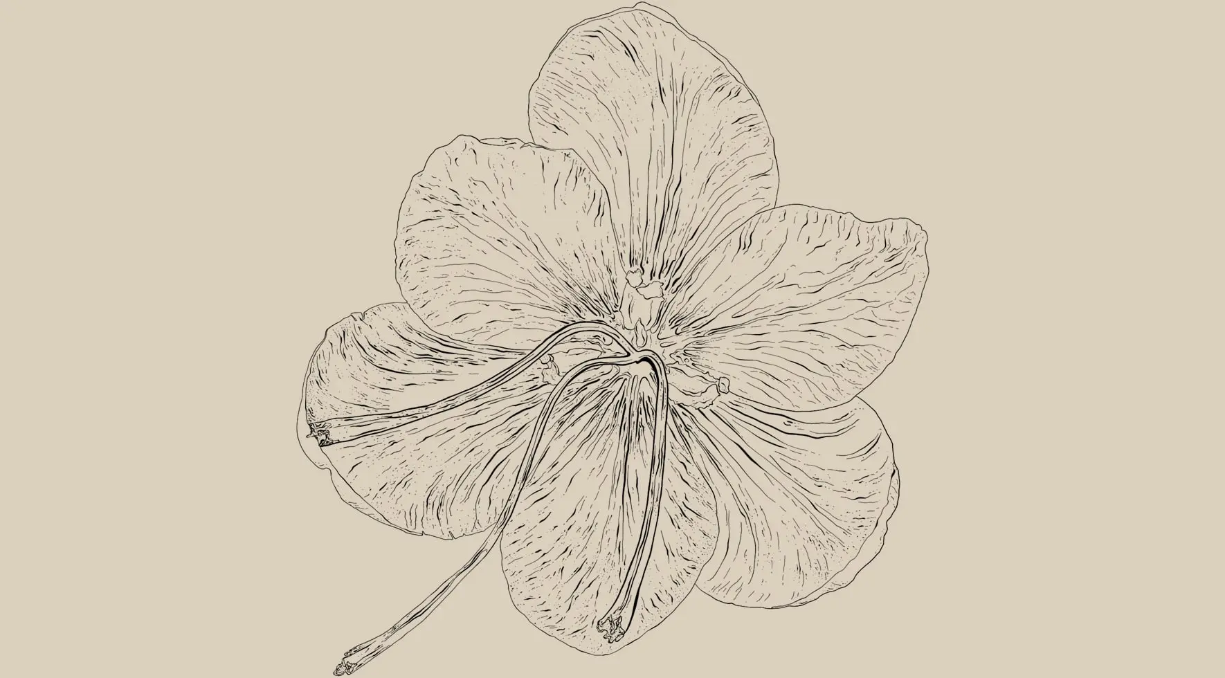 Crocus sativus