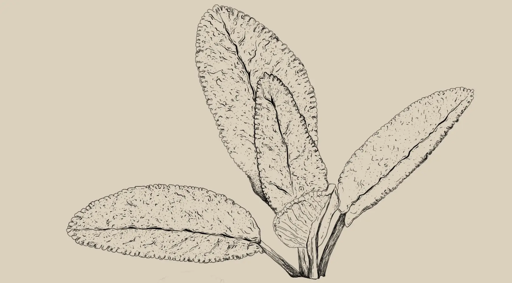 Humulus lupulus