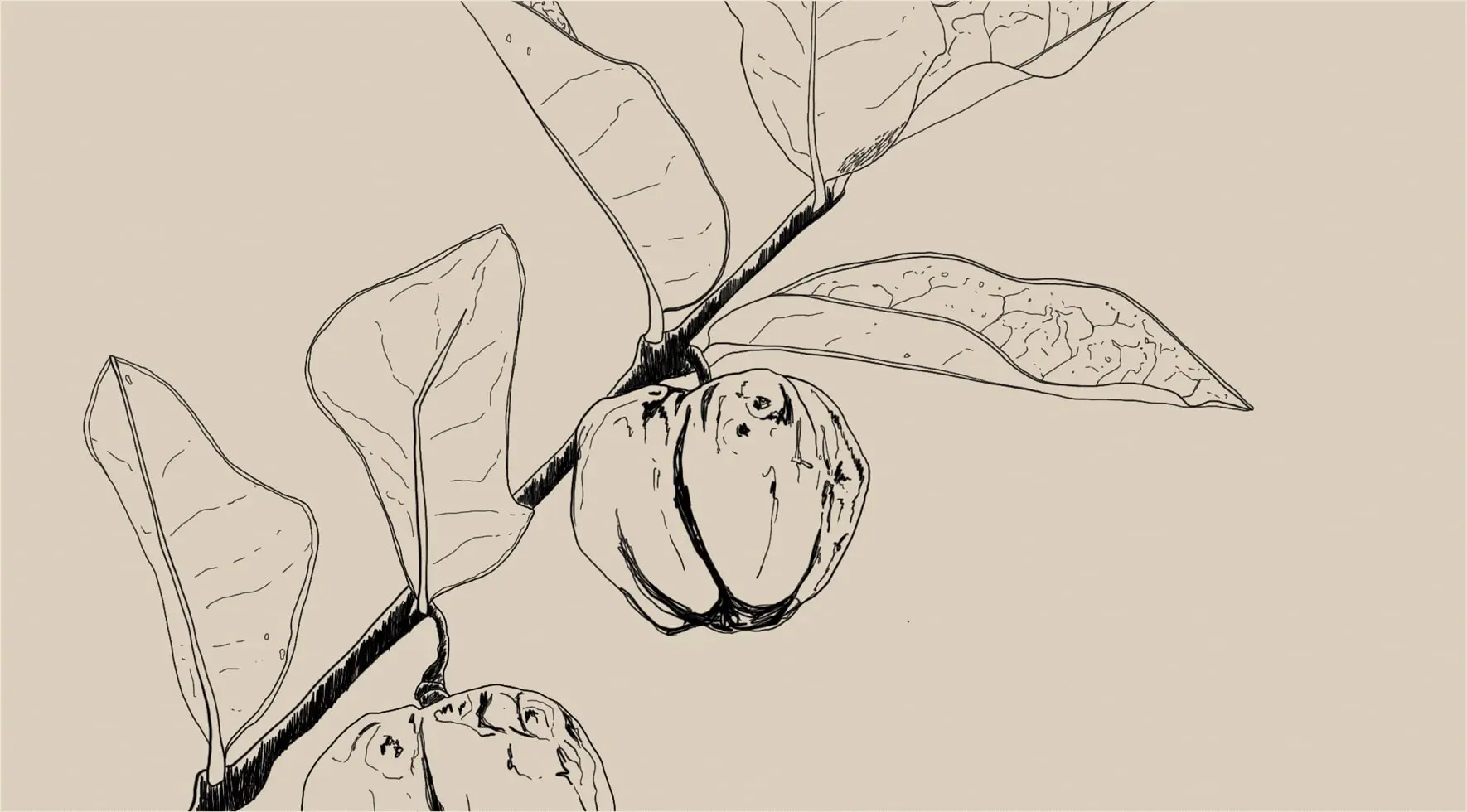 Malpighia glabra