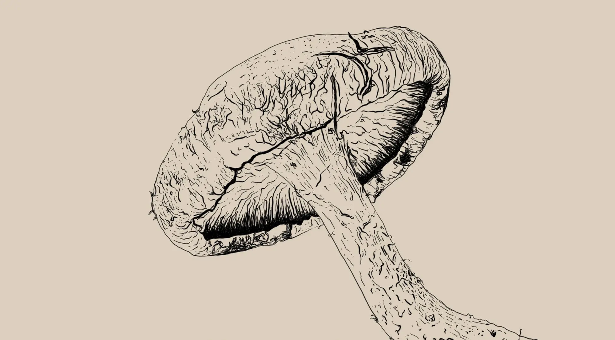 Lentinula elodes