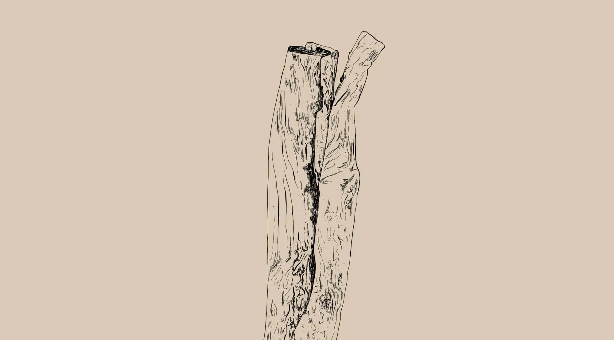 Cinnamomum verum