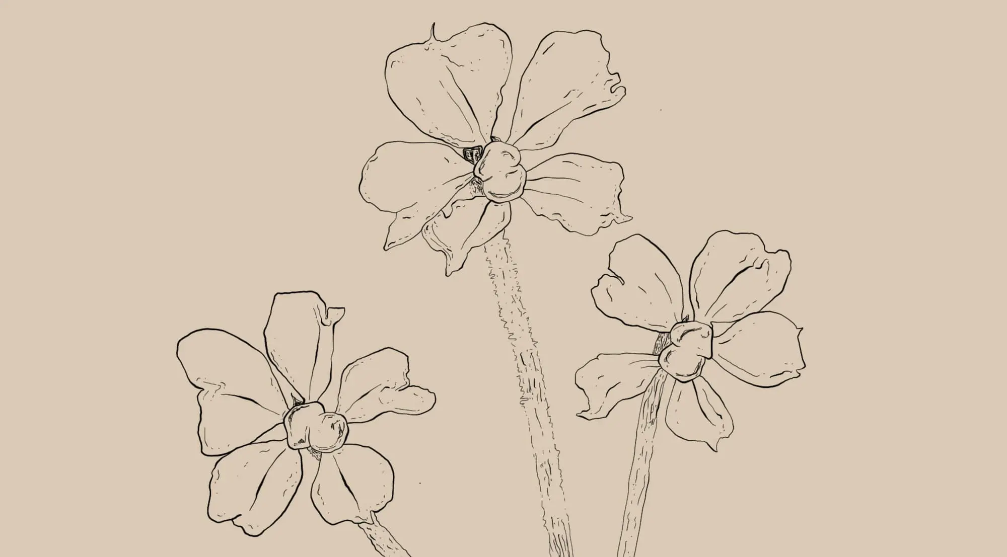 Angelica polymorph