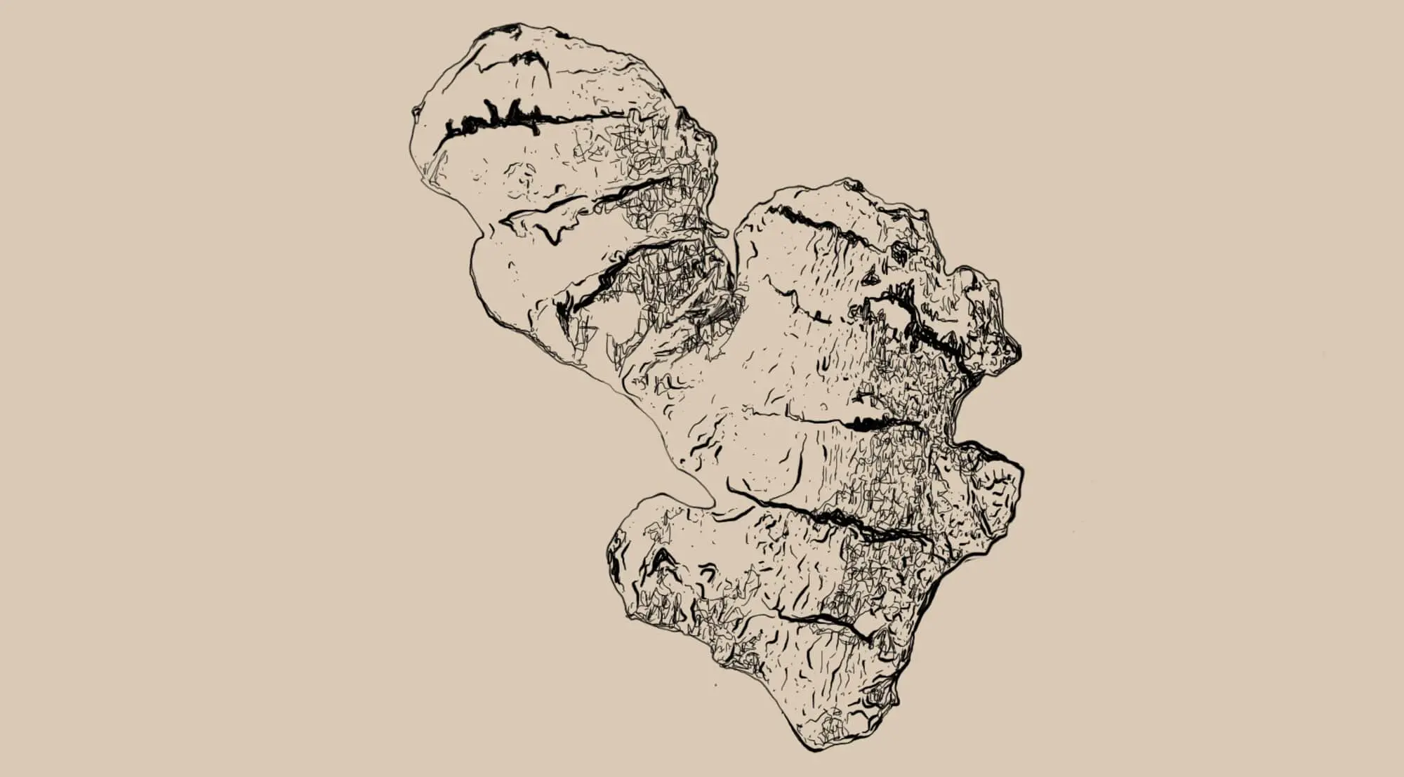 Zingiber officinale