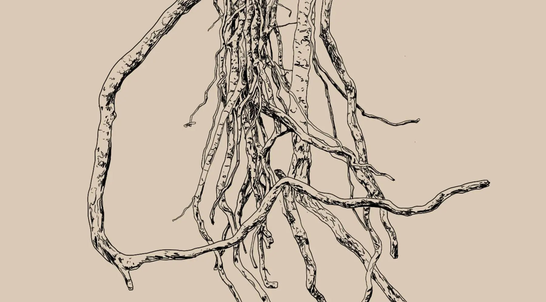 Withania somnifera