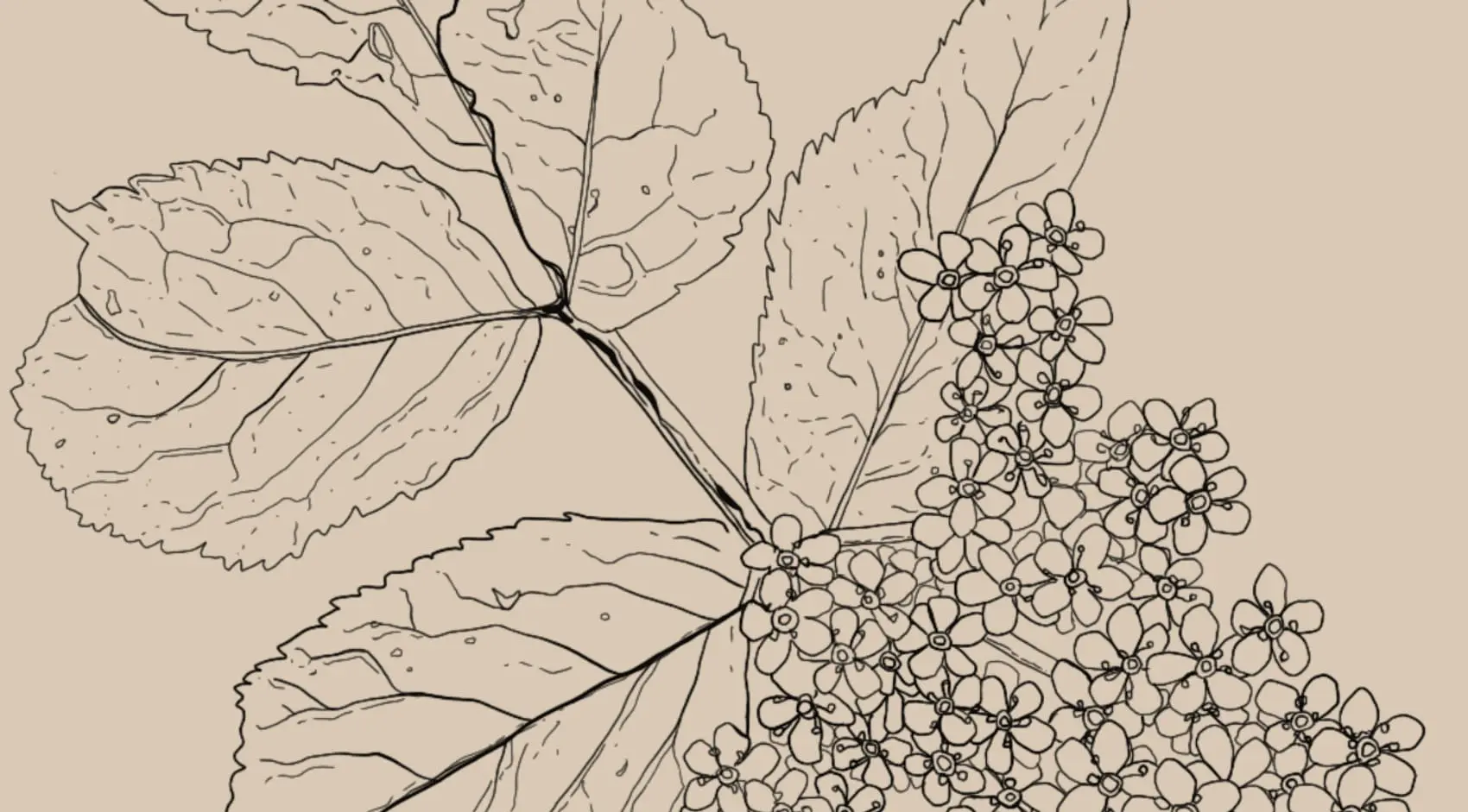 Sambucus nigra