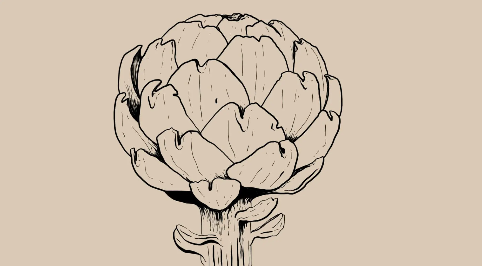 Cynara scolymus