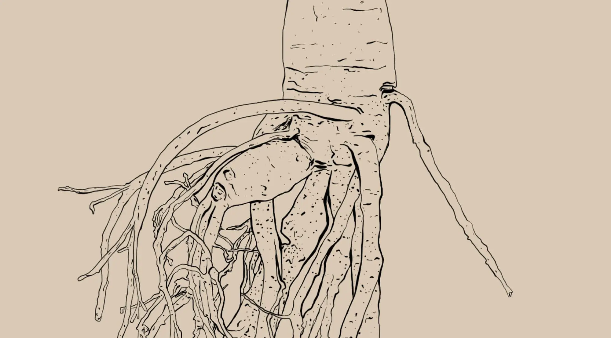 Panax Ginseng