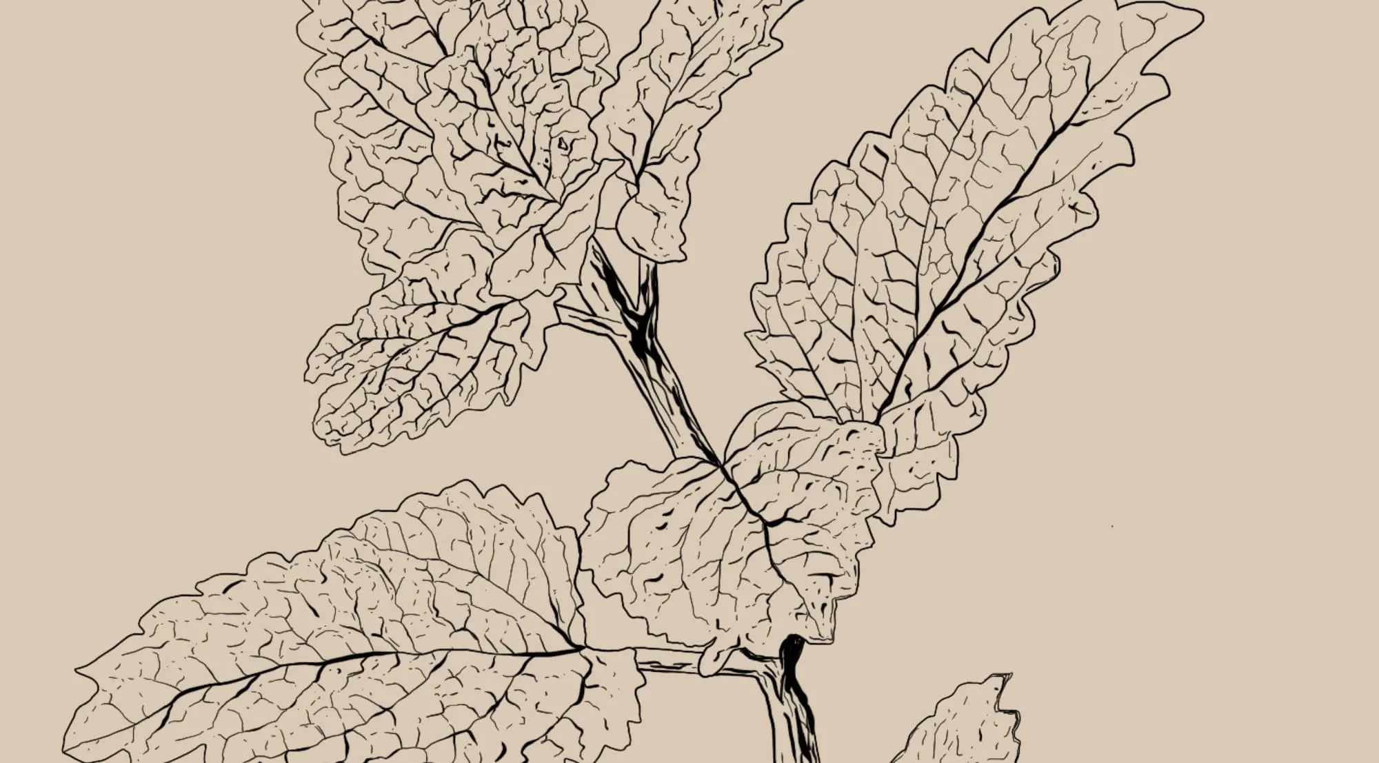 Melissa officinalis