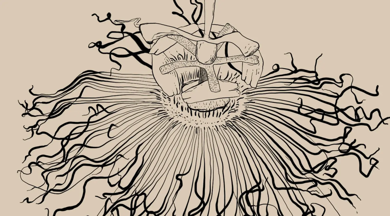 Passiflora incarnata