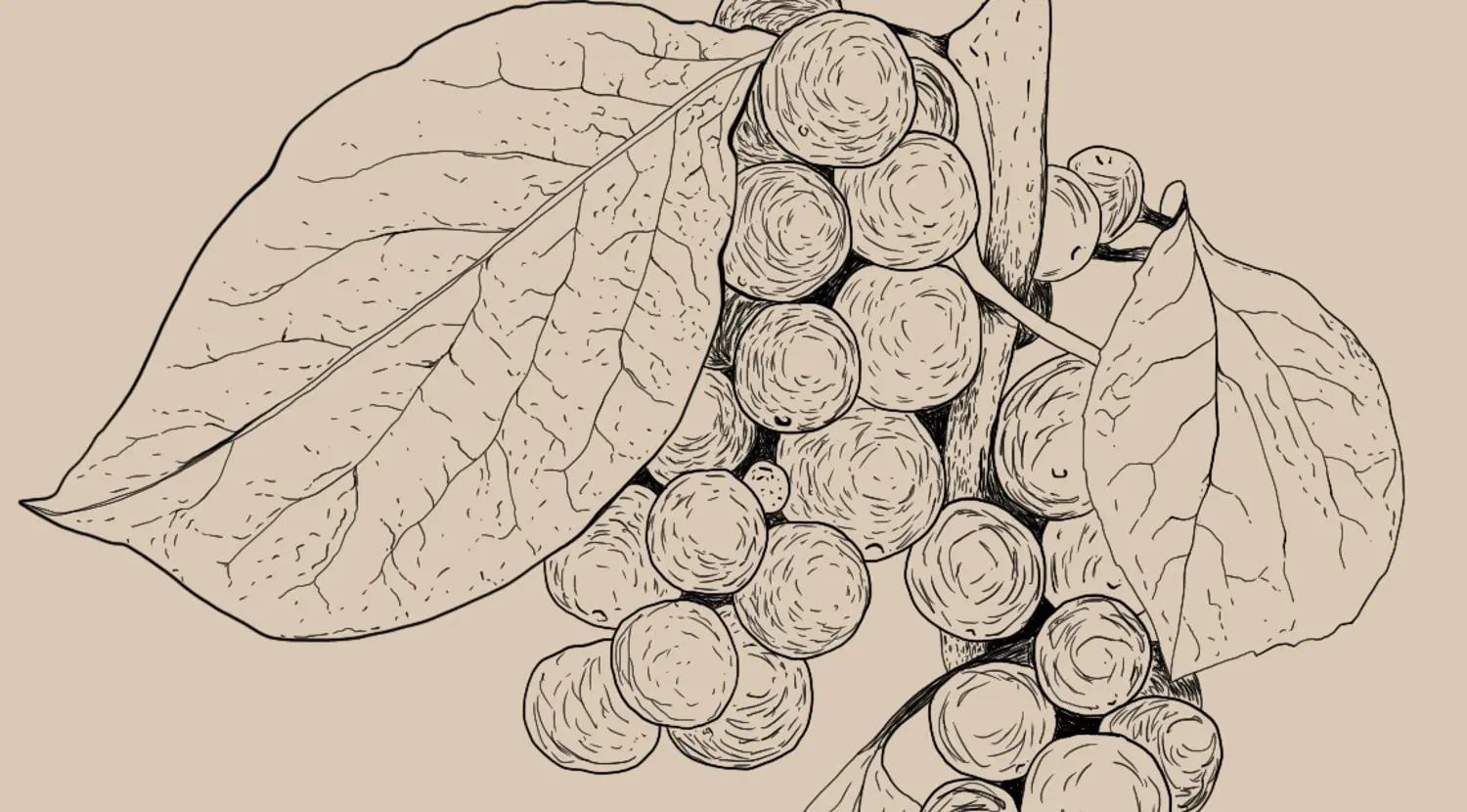 Schisandra chinensis