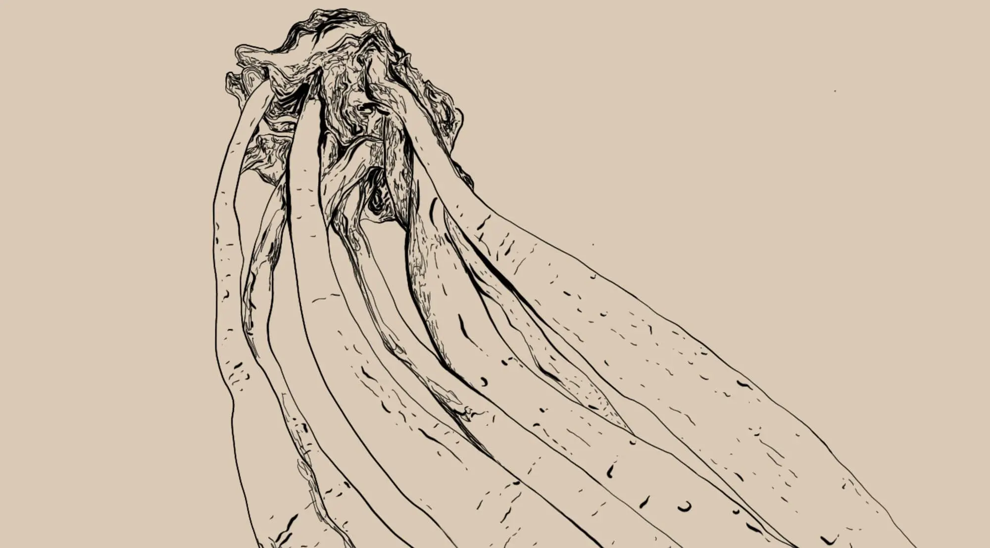 Asparagus racemosus