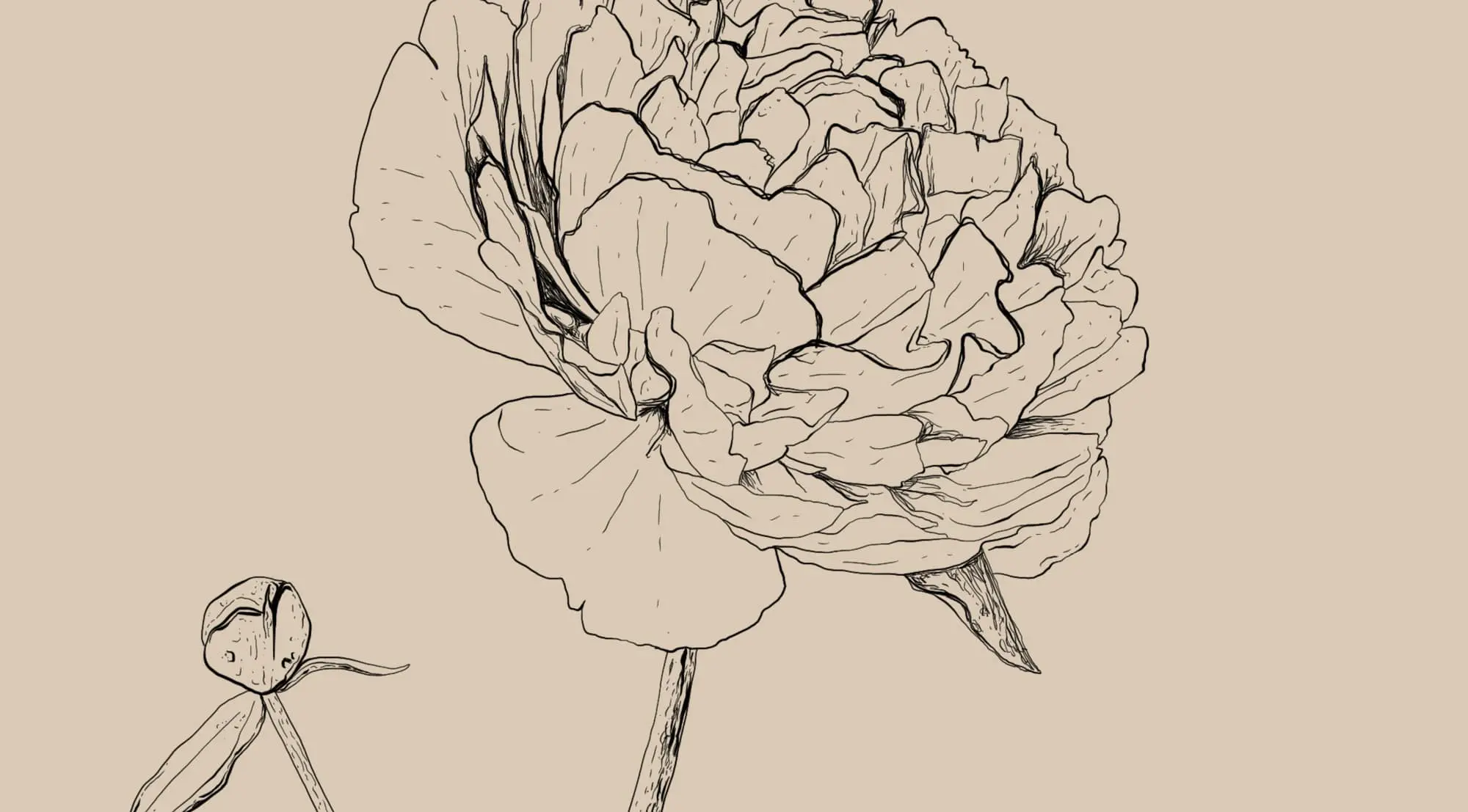 Paeonia lactiflora