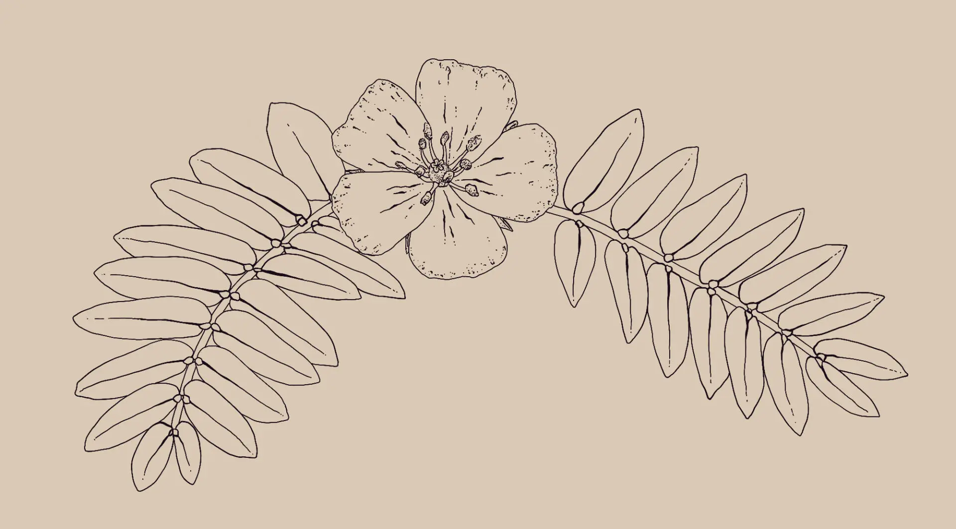 Tribulus terrestris