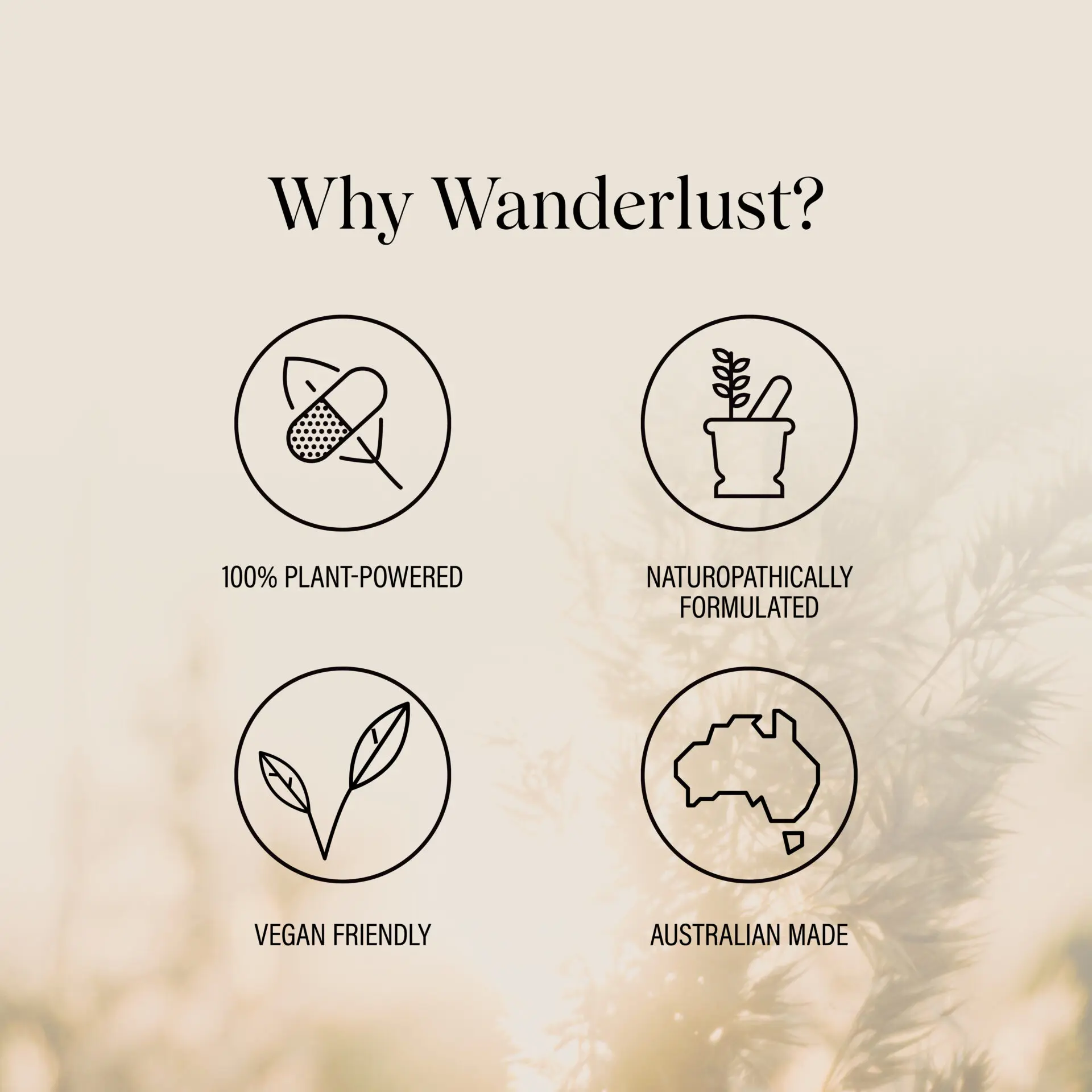 Wanderlust Echinacea - Image 4