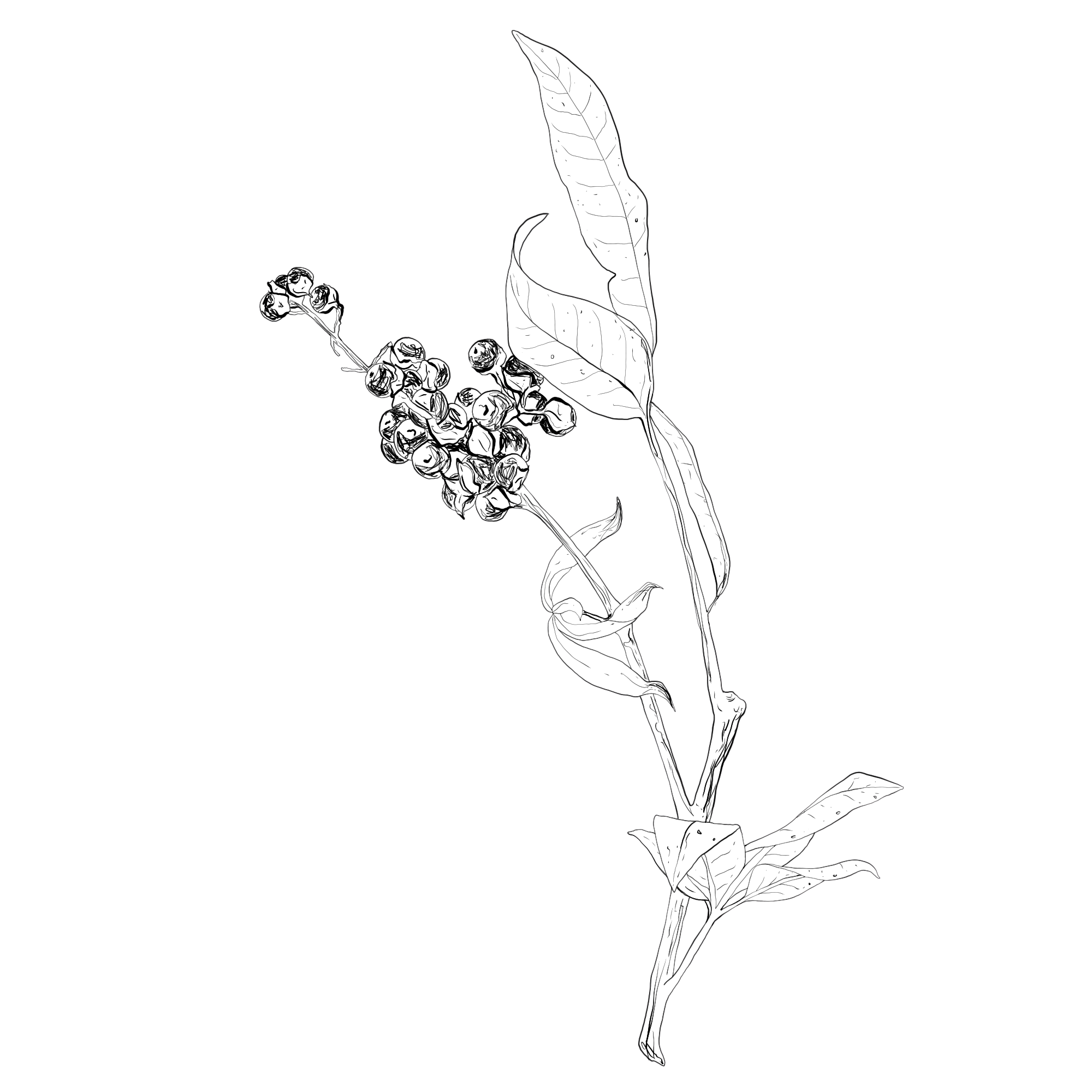 Vitex agnus-castus