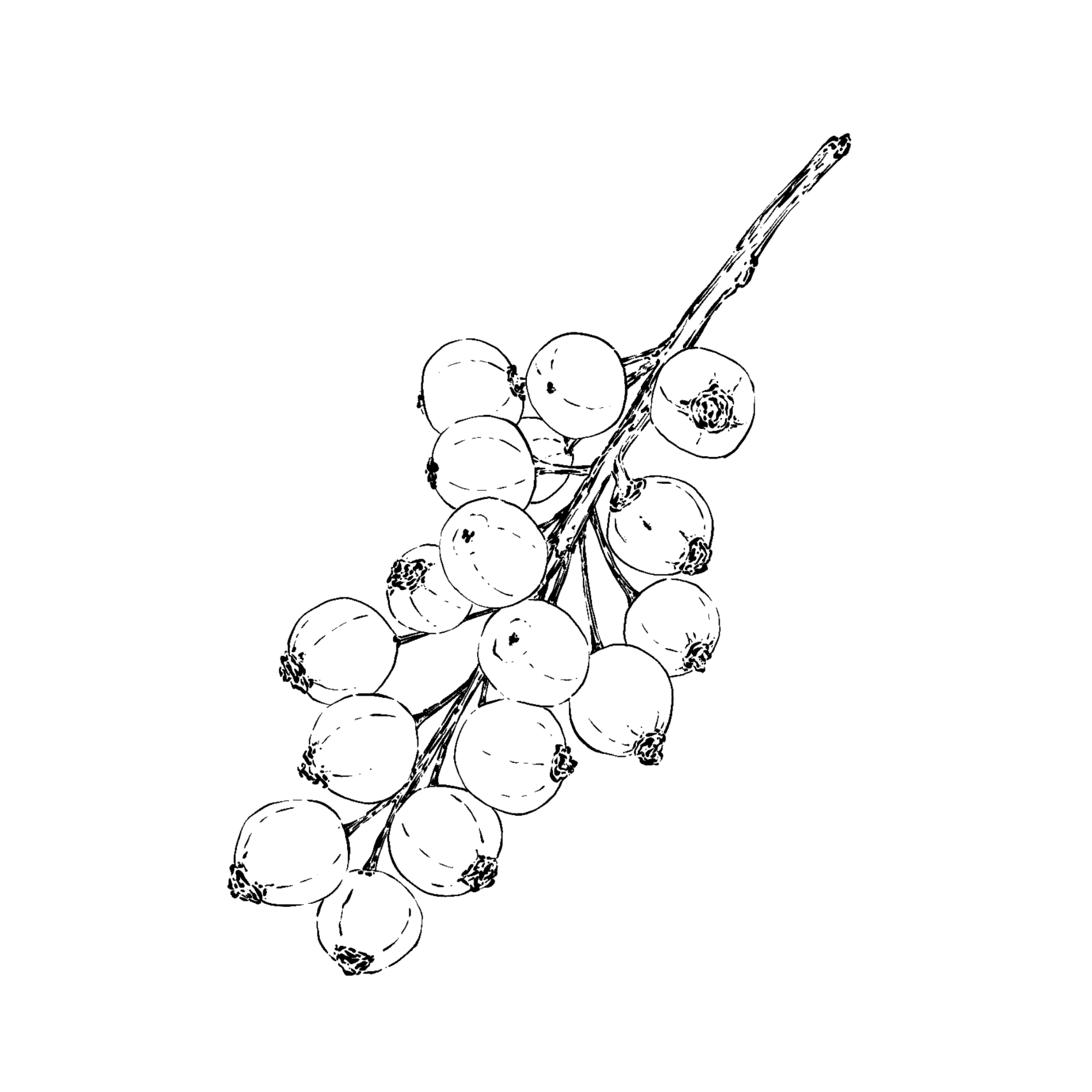 Hippophae rhamnoides