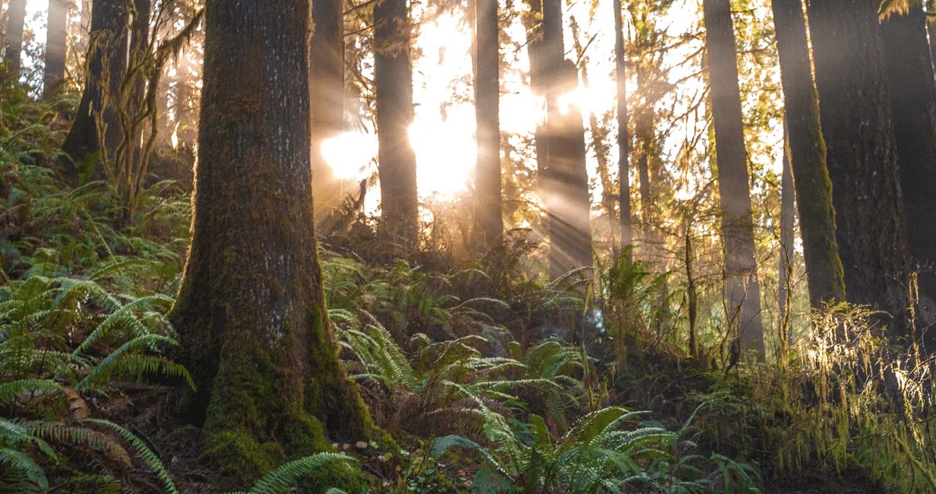 Home page plant powered